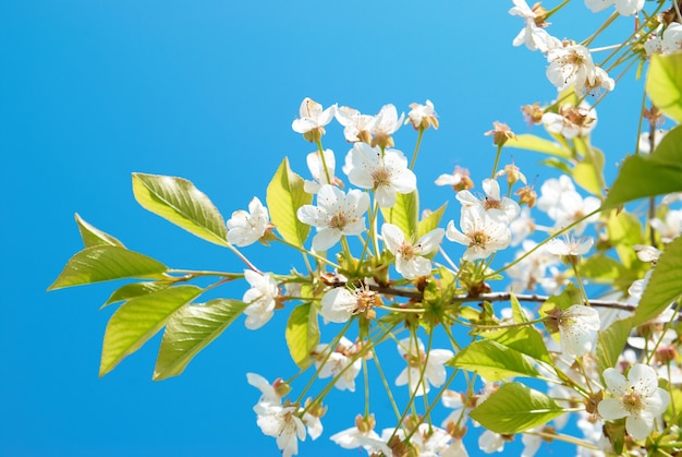 Weiße Kirschblumen mit blauem Himmel