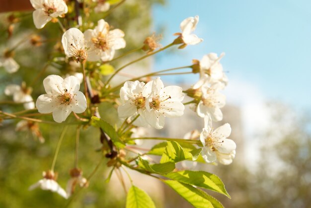 Weiße Kirschblumen mit blauem Himmelhintergrund