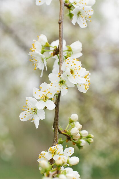 Weiße Kirschblumen Nahaufnahme im Frühlingsgarten