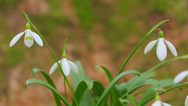 Weiße kleine Blüte schöne gewöhnliche Schneeflocke Galanthus nivalis frische gewöhnliche Schneefelle Schneefelle in