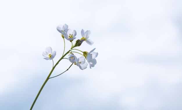 Weiße kleine Blume auf blauem Grund