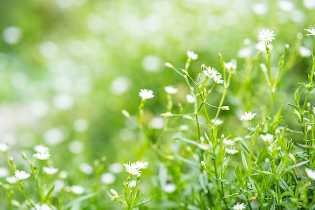 weiße kleine Blumen blühen am sonnigen Tag