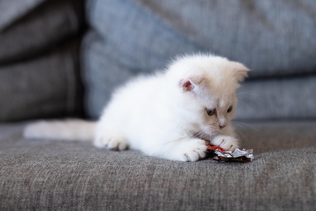 Weiße kleine Katze, die zu Hause mit Bonbonpapier spielt Haustier, das Spaß auf der Couch hat Neugieriges TierScottish Fold Kitty Die Katze spielt