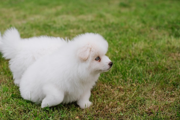 Weiße kleine Welpen, die beim Spaziergang im Park auf grünem Gras spielen. Entzückender süßer Pomsky-Hündchen, ein Husky gemischt mit einem pommerschen Spitz