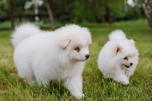 Weiße kleine Welpen, die beim Spaziergang im Park auf grünem Gras spielen. Entzückender süßer Pomsky Puppy Dog, ein Husky gemischt mit einem pommerschen Spitz