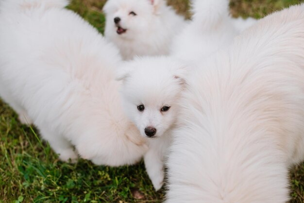 Weiße kleine Welpen, die beim Spaziergang im Park auf grünem Gras spielen. Entzückender süßer Pomsky Puppy Dog, ein Husky gemischt mit einem pommerschen Spitz