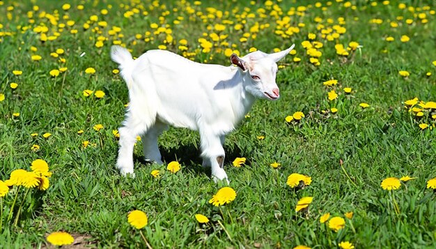 Weiße kleine Ziege, die an einem sonnigen Tag auf grünem Gras mit gelben Löwenschnitzeln steht