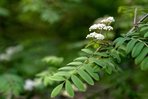 Weiße Knospen und Blüten von Sorbus aucuparia oder Ash Rowan