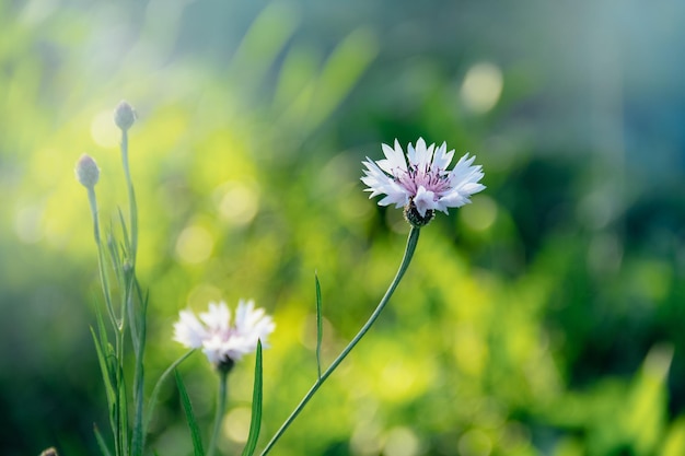 Weiße Kornblume auf grünem Hintergrund