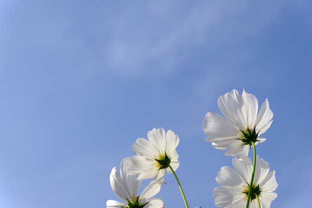 Weiße Kosmosblume mit blauem Himmel