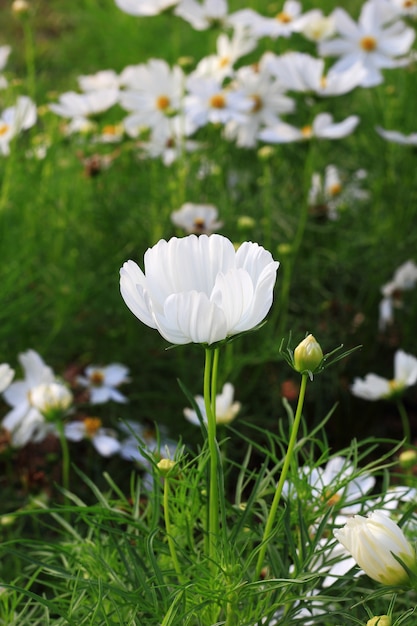 Weiße Kosmosblumen im Garten