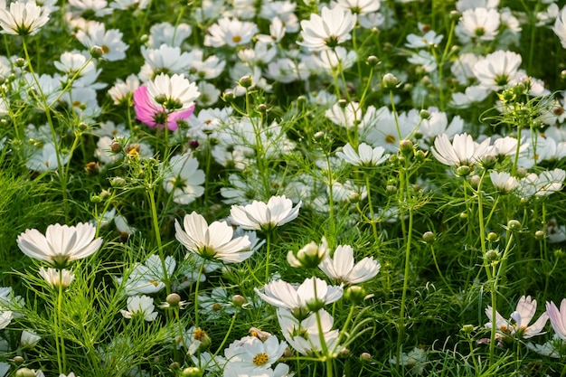 Weiße Kosmosblumenfarm im Freien