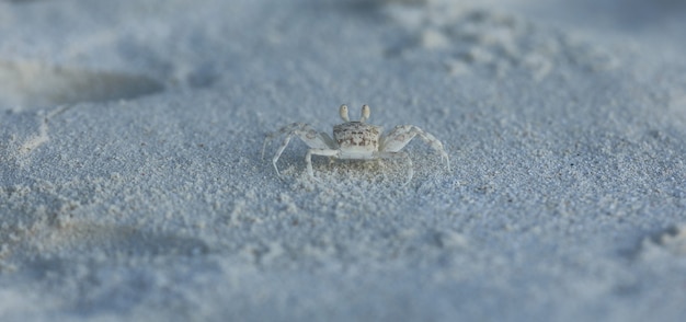weiße Krabbe auf weißem tropischem Sand