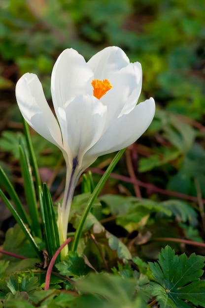 Weiße Krokusblume