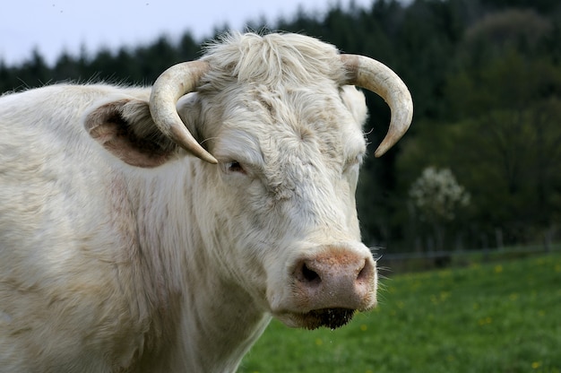 Weiße Kuh auf dem Gebiet