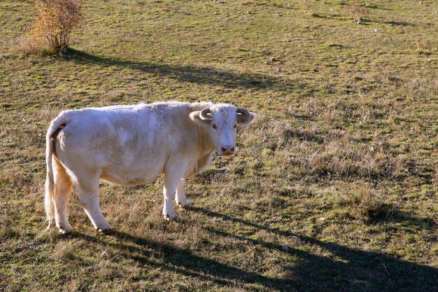 Weiße Kuh auf einer Wiese, die zur Kamera schaut