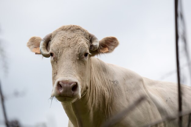 Weiße Kuh auf einer Wiese