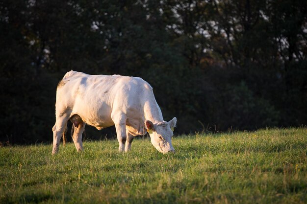 Weiße Kuh, die auf einem grünen Feld weiden lässt