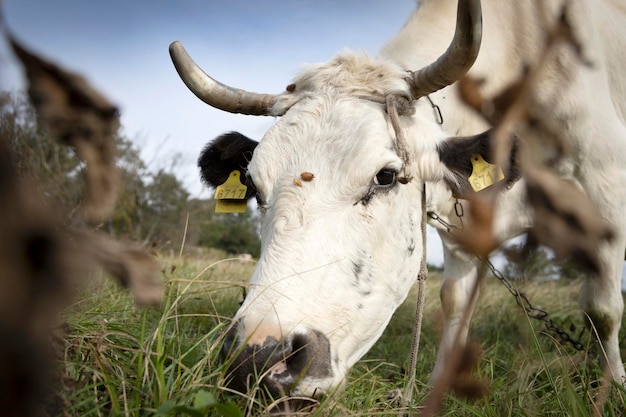 Weiße Kuh, die Gras auf der Wiese kaut