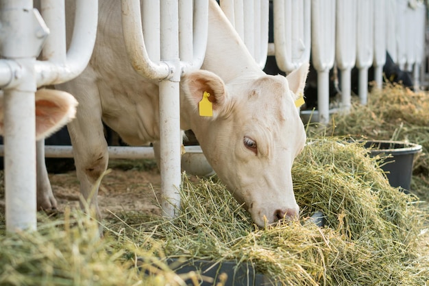 Weiße Kuh in einem Stall, der Bio-Heu auf einem Milchbauernhof frisst. Agrarindustrie landwirtschaftliches Konzept