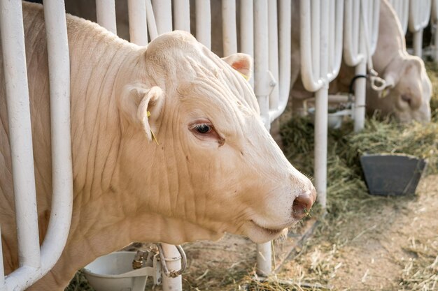 Weiße Kuh in einem Stall, der Bio-Heu auf einem Milchbauernhof frisst. Agrarindustrie landwirtschaftliches Konzept