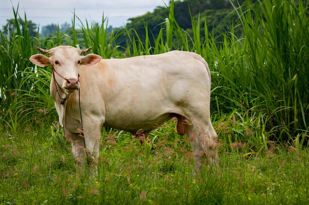 weiße Kuh. Tierfarm