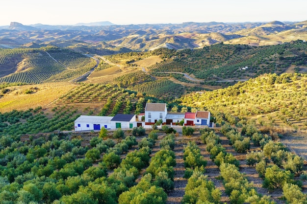 Weiße Landhäuser umgeben von vielen Olivenbäumen in der Sierra de Grazalema Cadiz Spanien