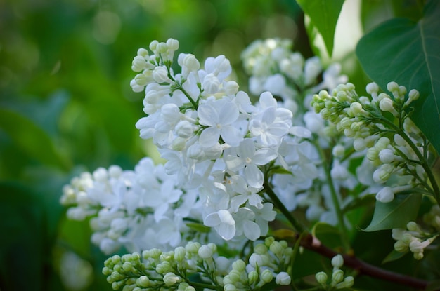 Weiße lila Blumen. Schöner Blumenhintergrund mit Vintage-Filtereffekt.