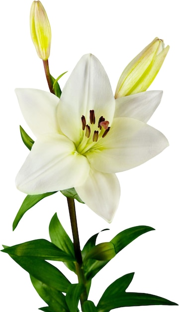 Weiße Lilie Blume, Hochzeitsdekor, isoliert auf weiß