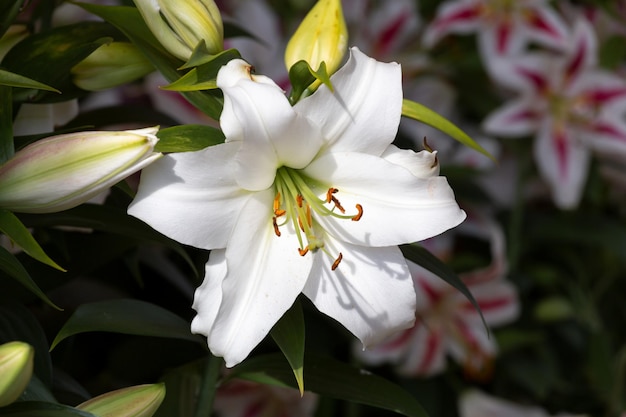 Weiße Lilie große Blütenstempel Staubgefäße