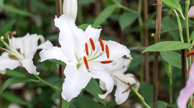 Weiße Lilie im Garten.