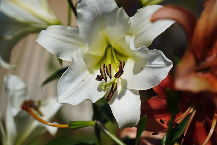 Foto weiße lilie in der gartennahaufnahme