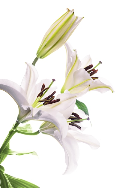 Weiße Lilie isoliert auf weißem Hintergrund
