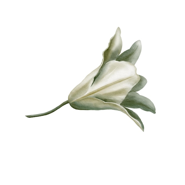 Weiße Lilien auf dem Fest der Verkündigung der seligen Jungfrau Maria in digitalen Aquarell-Clipart Dekoration für Hochzeit Kommunion Taufe Dekoration religiöser gedruckter Produkte