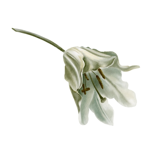 Weiße Lilien auf dem Fest der Verkündigung der seligen Jungfrau Maria in digitalen Aquarell-Clipart Dekoration für Hochzeit Kommunion Taufe Dekoration religiöser gedruckter Produkte