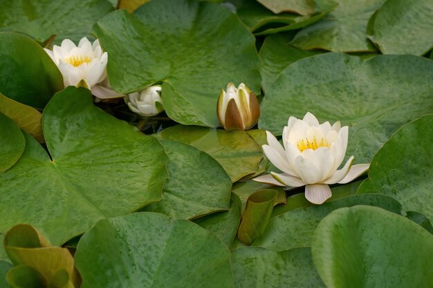 Weiße Lilien im Teich Nahaufnahme eines floralen Musters als Hintergrund Charmante Blüte der weißen Lotusblüte oder Seerose auf dunklem Hintergrund