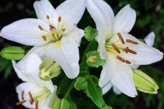 Weiße Lilien mit Wassertropfen