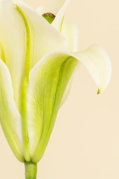 Weiße Lilienblume auf beigem Hintergrund