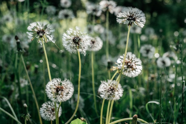 Weiße Löwenzahnblüten auf grünem Sommerhintergrund