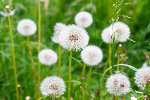 Weiße Löwenzahnblüten