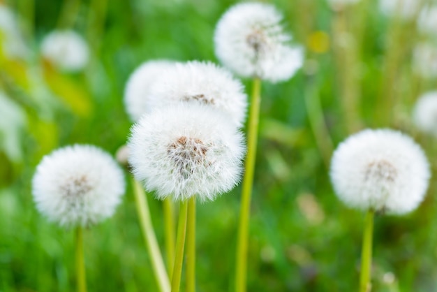 Weiße Löwenzahnblüten