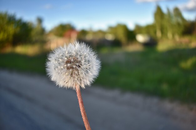 Weiße Löwenzahnblume im Dorf