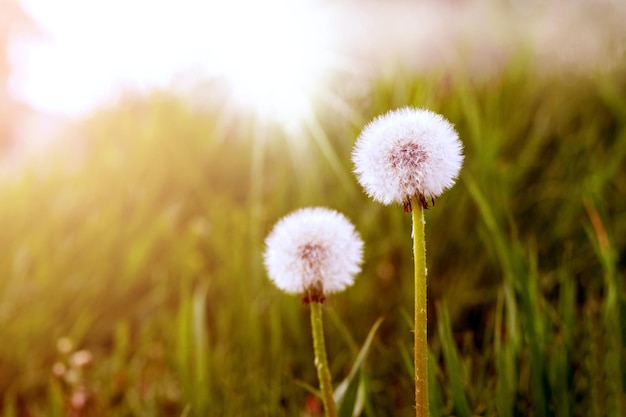 Weiße Löwenzahnblumen auf dem Feld im Sonnenstrahl