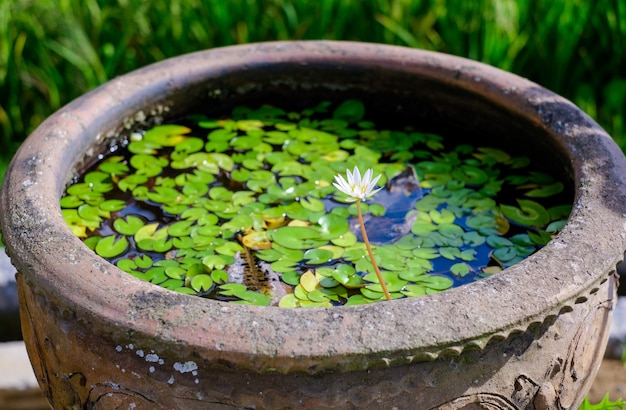 Weiße Lotusblüten in der Schüssel