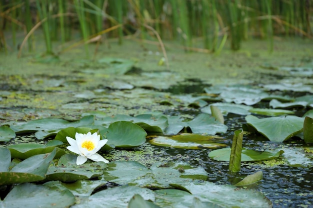 Weiße Lotusblume mit gelbem Pollen auf der Wasseroberfläche