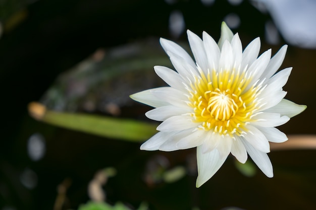 weiße Lotusblume und Pflanze