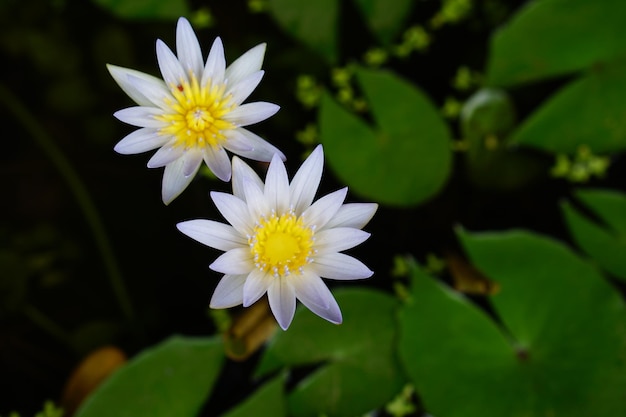Weiße Lotusblumen haben gelbe Pollen auf der Wasseroberfläche