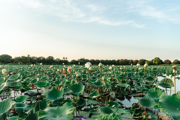 Weiße Lotusblumen im Sommerteich Das Panorama der Lotusteiche in friedlicher und ruhiger Landschaft