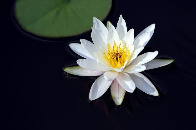 Weiße Lotuslilienblume auf Wasser