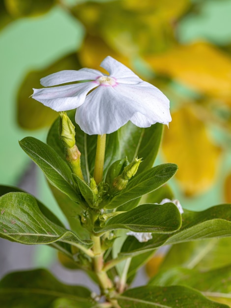 Weiße Madagaskar Immergrünblume der Art Catharanthus roseus